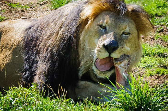LionWithBone